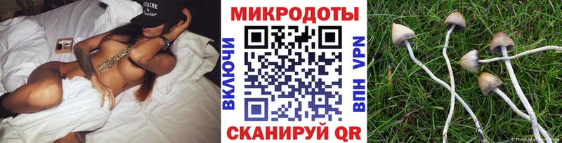 продажа наркотиков  Чкаловск  Псилоцибиновые грибы Psilocybe 